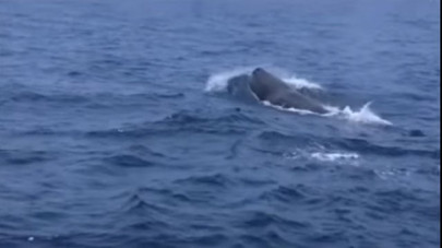 marine life diversity first live sperm whales sighted in pakistani waters marine life diversity first live sperm whales sighted in pakistani waters
