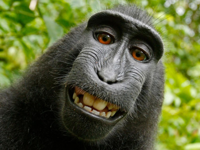 monkey selfie case photographer wins two year legal fight against peta
