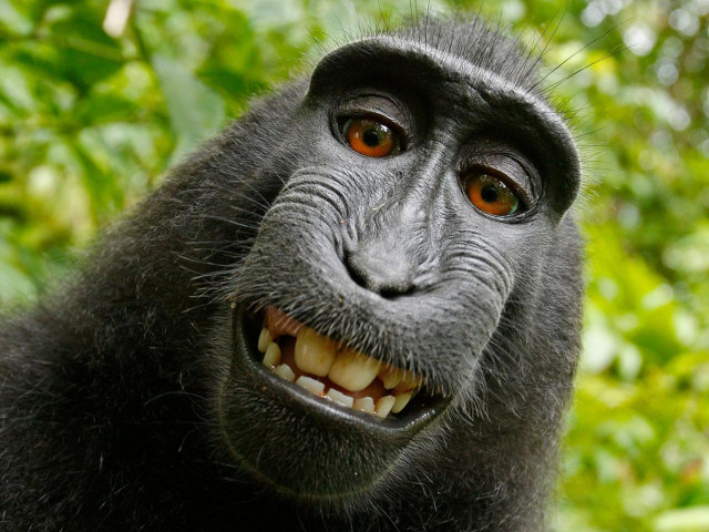 lawyers for slater argued his company wildlife personalities ltd owns worldwide commercial rights to the photos including the selfie of the monkey s toothy grin photo david slater lawyers for slater argued his company wildlife personalities ltd owns worldwide commercial rights to the photos including the selfie of the monkey s toothy grin photo david slater