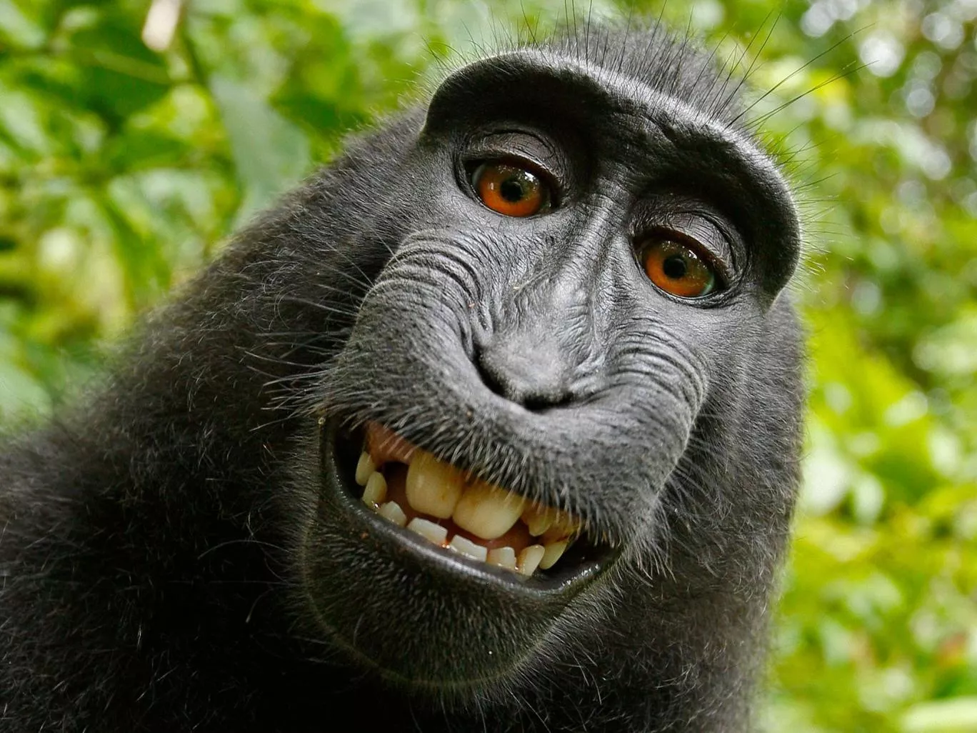 lawyers for slater argued his company wildlife personalities ltd owns worldwide commercial rights to the photos including the selfie of the monkey s toothy grin photo david slater lawyers for slater argued his company wildlife personalities ltd owns worldwide commercial rights to the photos including the selfie of the monkey s toothy grin photo david slater