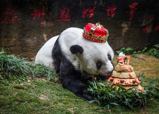 this file picture taken on january 18 2017 shows giant panda 039 basi 039 sniffing a birthday cake prepared by her keepers at fuzhou panda world in fuzhou east china 039 s fujian province the world 039 s oldest captive giant panda has died at age 37 more than 100 years in human years her handlers in china said on september 14 as they gave quot basi quot an emotional send off befitting a minor celebrity photo afp this file picture taken on january 18 2017 shows giant panda 039 basi 039 sniffing a birthday cake prepared by her keepers at fuzhou panda world in fuzhou east china 039 s fujian province the world 039 s oldest captive giant panda has died at age 37 more than 100 years in human years her handlers in china said on september 14 as they gave quot basi quot an emotional send off befitting a minor celebrity photo afp