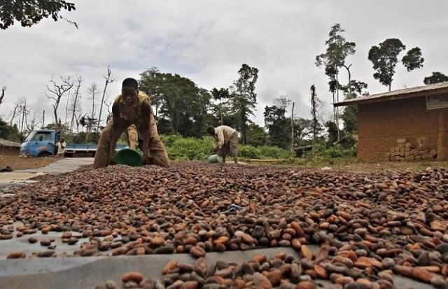 workers dry cocoa beans in the village of goin debe blolequin department western ivory coast august 17 2015 photo reuters luc gnago