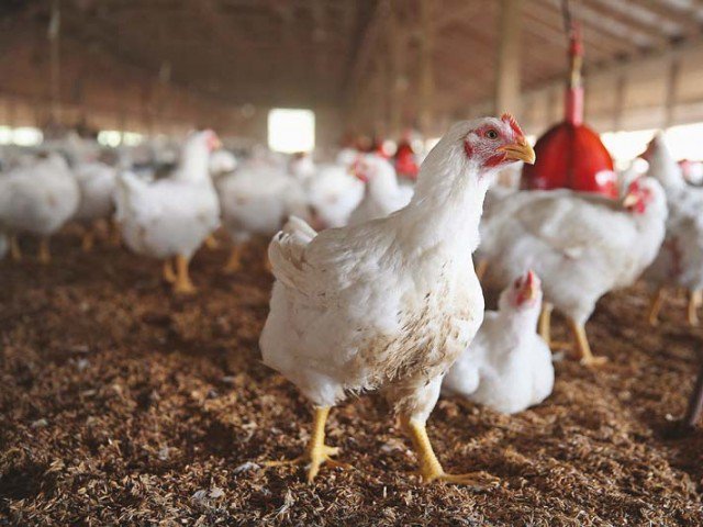 chickens in india live short and brutal lives study