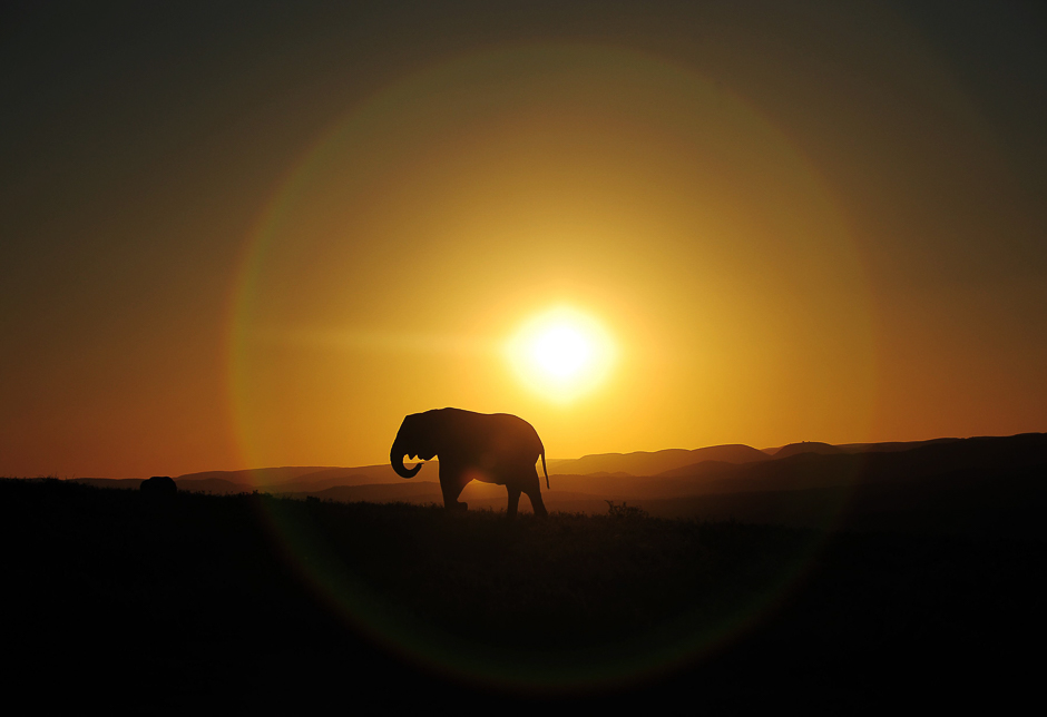 an elephant walks along at sunset in addo elephant game reserve near port elizabeth in south africa photo afp