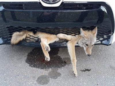 american jackal survives 35km ride embedded in car grille in canada