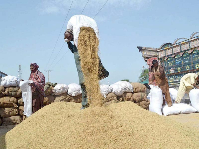labourers spreading rice for drying purposes at a warehouse in sargodha photo file labourers spreading rice for drying purposes at a warehouse in sargodha photo file