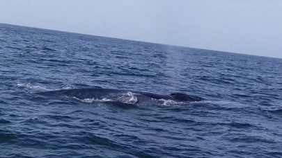 museum to preserve blue whale carcass museum to preserve blue whale carcass