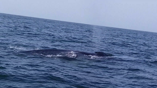 blue whale sighted off churna island on monday blue whale sighted off churna island on monday