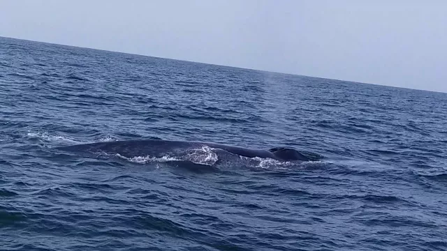 blue whale sighted off churna island on monday blue whale sighted off churna island on monday