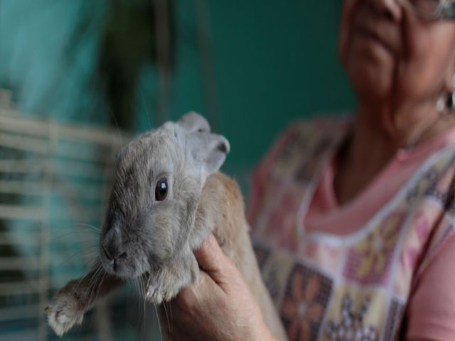 maria galindo carries her pet rabbit lola at her home in caracas venezuela september 14 2017 photo reuters