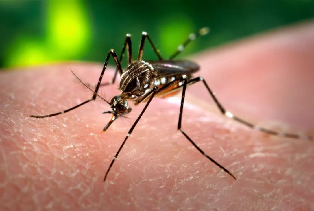 a female aedes aegypti mosquito distinguised by the white bands on its legs photo reuters a female aedes aegypti mosquito distinguised by the white bands on its legs photo reuters