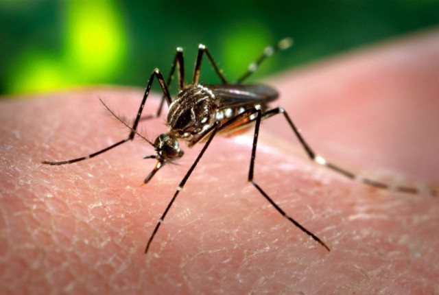 modern strategies must include biological means to genetically modify eliminate vectors photo reuters modern strategies must include biological means to genetically modify eliminate vectors photo reuters