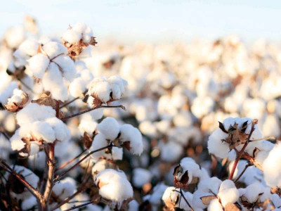 experts warn farmers of pest attacks on cotton crops
