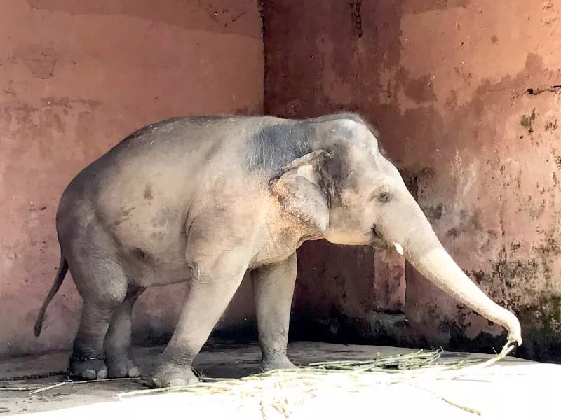 kavaan is chained in its enclosure photo express kavaan is chained in its enclosure photo express