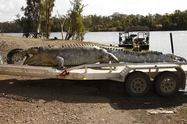 a handout photo taken on september 21 2017 and received on september 22 from the queensland police service shows a 5 2 metre male crocodile that was found in a creek along the fitzroy river near rockhampton with a single gunshot wound to the head there are concerns the shooting death of the crocodile will create a power vacuum in the local population with warnings younger crocs will become increasingly aggressive as they fight for the position left vacant photo afp a handout photo taken on september 21 2017 and received on september 22 from the queensland police service shows a 5 2 metre male crocodile that was found in a creek along the fitzroy river near rockhampton with a single gunshot wound to the head there are concerns the shooting death of the crocodile will create a power vacuum in the local population with warnings younger crocs will become increasingly aggressive as they fight for the position left vacant photo afp
