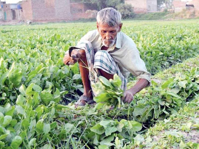 as economy weakens govt mulls cutting tax for agri sector as economy weakens govt mulls cutting tax for agri sector