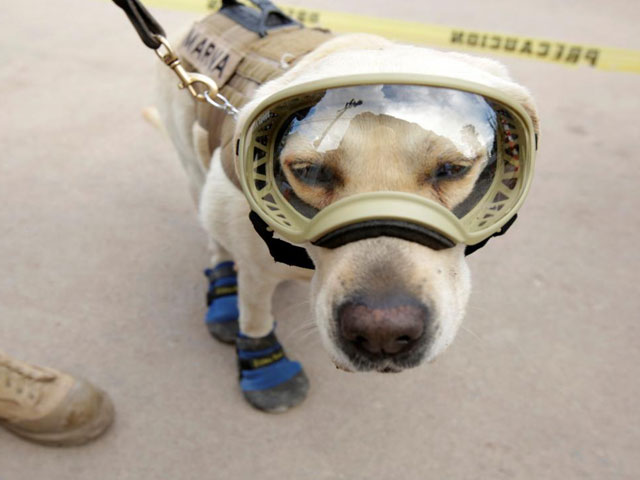 rescue dog frida looks on while working after an earthquake in mexico city mexico september 22 2017 photo reuters