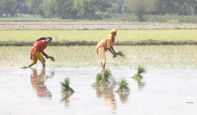 farmers plant rice seedlings in a paddy field on the outskirts of lahore july 10 2011 photo reuters farmers plant rice seedlings in a paddy field on the outskirts of lahore july 10 2011 photo reuters