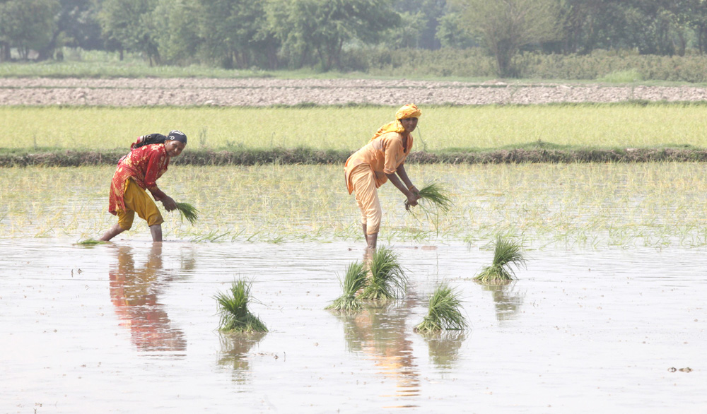 farmers plant rice seedlings in a paddy field on the outskirts of lahore july 10 2011 photo reuters