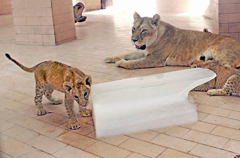 administration plans revamp to improve facilities for the animals in captivity photo express