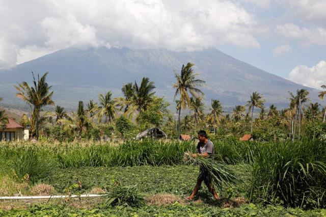 a farmer works in his field with mount agung a volcano on the highest alert level in the background near amed on the resort island of bali indonesia september 26 2017 photo reuters