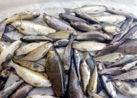 trout farming crumbles amid govt apathy trout farming crumbles amid govt apathy