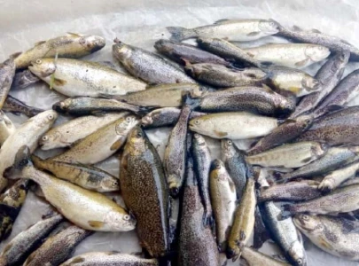 trout farming crumbles amid govt apathy trout farming crumbles amid govt apathy