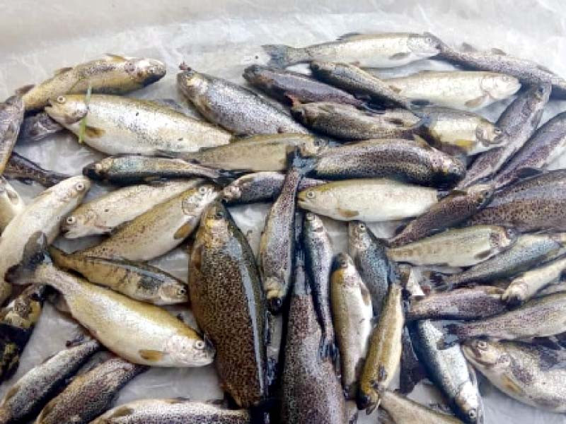 devastating disease claims the lives of countless trout fish in kaghan valley photo express