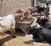 sindh tightens the screws on eidul azha hide trade
