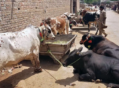 sindh tightens the screws on eidul azha hide trade