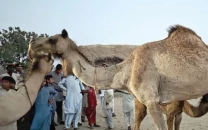 camel brutality sparks outrage six booked two held