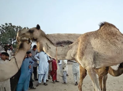 camel brutality sparks outrage six booked two held