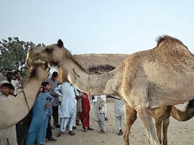 Six booked, two held over camel abuse case in Tharparkar