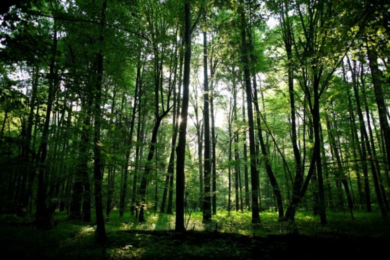 the sun shines through trees photo reuters