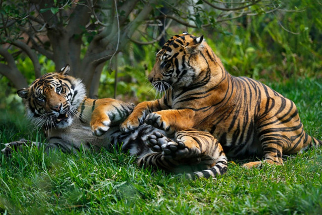 tigers playing in a filed photo reuters tigers playing in a filed photo reuters
