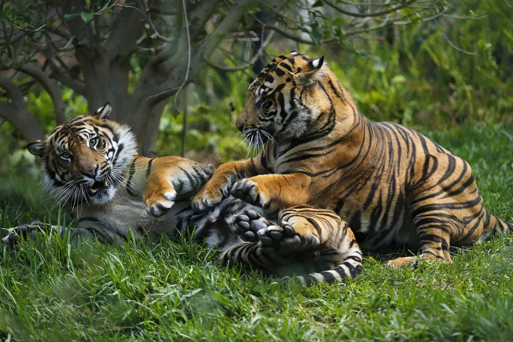 tigers playing in a filed photo reuters tigers playing in a filed photo reuters