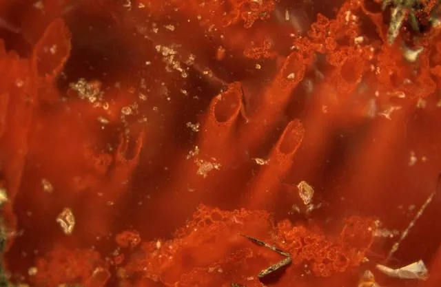 haematite tubes from the nsb hydrothermal vent deposits in quebec canada that represent the oldest microfossils and evidence for life on earth are pictured in this undated handout photo the remains are at least 3 770 million years old photo reuters haematite tubes from the nsb hydrothermal vent deposits in quebec canada that represent the oldest microfossils and evidence for life on earth are pictured in this undated handout photo the remains are at least 3 770 million years old photo reuters