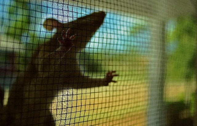 plague is a highly infectious disease carried by small mammals like rats which has been been largely wiped out photo afp plague is a highly infectious disease carried by small mammals like rats which has been been largely wiped out photo afp