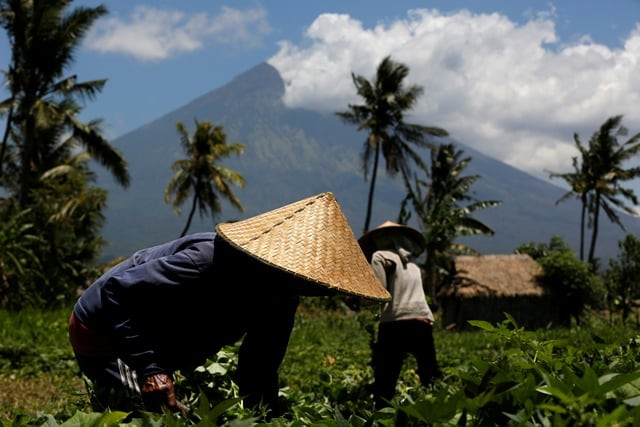 mount agung a volcano which had its alert status raised to the highest level last week is seen as farmers tend their crops near amed on the resort island of bali indonesia september 29 2017 photo reuters mount agung a volcano which had its alert status raised to the highest level last week is seen as farmers tend their crops near amed on the resort island of bali indonesia september 29 2017 photo reuters