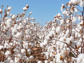 scientists developing new heat resistant cotton varieties