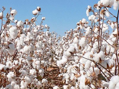 scientists developing new heat resistant cotton varieties scientists developing new heat resistant cotton varieties