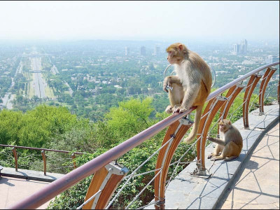 and soon the darkness blame it on the monkeys and soon the darkness blame it on the monkeys