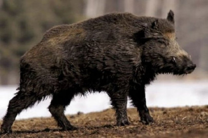 raging wild boar wreaks havoc in japan injuring three raging wild boar wreaks havoc in japan injuring three