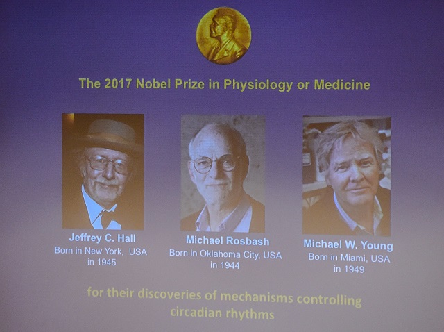 winners of the 2017 nobel prize in physiology or medicine left to right jeffrey c hall michael rosbash and michael w young are pictured on a display during a press conference at the karolinska institute in stockholm photo afp