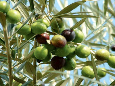 olive valley to be set up in city olive valley to be set up in city