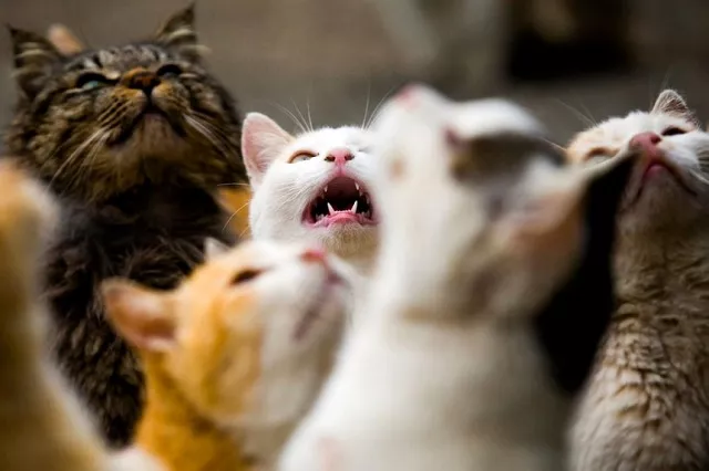felines risk losing their lives whilst seeking shelter felines risk losing their lives whilst seeking shelter