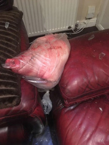pig s head thrown through muslim family s window in suspected hate crime in manchester pig s head thrown through muslim family s window in suspected hate crime in manchester