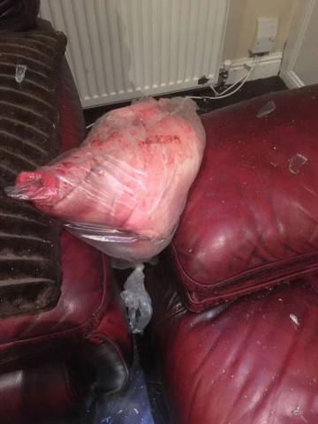 a handout picture released by the police shows the pig 039 s head and damage caused after attack on the family 039 s home