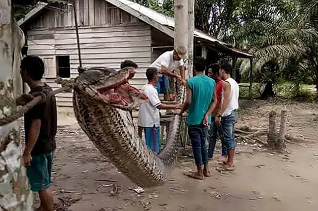 this handout picture taken on september 30 2017 and released on october 4 2017 by the batang gansal police shows villagers beside a 7 8 metre 25 6 foot long python which was killed after it attacked an indonesian man nearly severing his arm in the remote batang gansal subdistrict of sumatra island hungry locals later killed the snake and displayed its carcass in the village before dicing it up frying it and feasting on it photo afp this handout picture taken on september 30 2017 and released on october 4 2017 by the batang gansal police shows villagers beside a 7 8 metre 25 6 foot long python which was killed after it attacked an indonesian man nearly severing his arm in the remote batang gansal subdistrict of sumatra island hungry locals later killed the snake and displayed its carcass in the village before dicing it up frying it and feasting on it photo afp