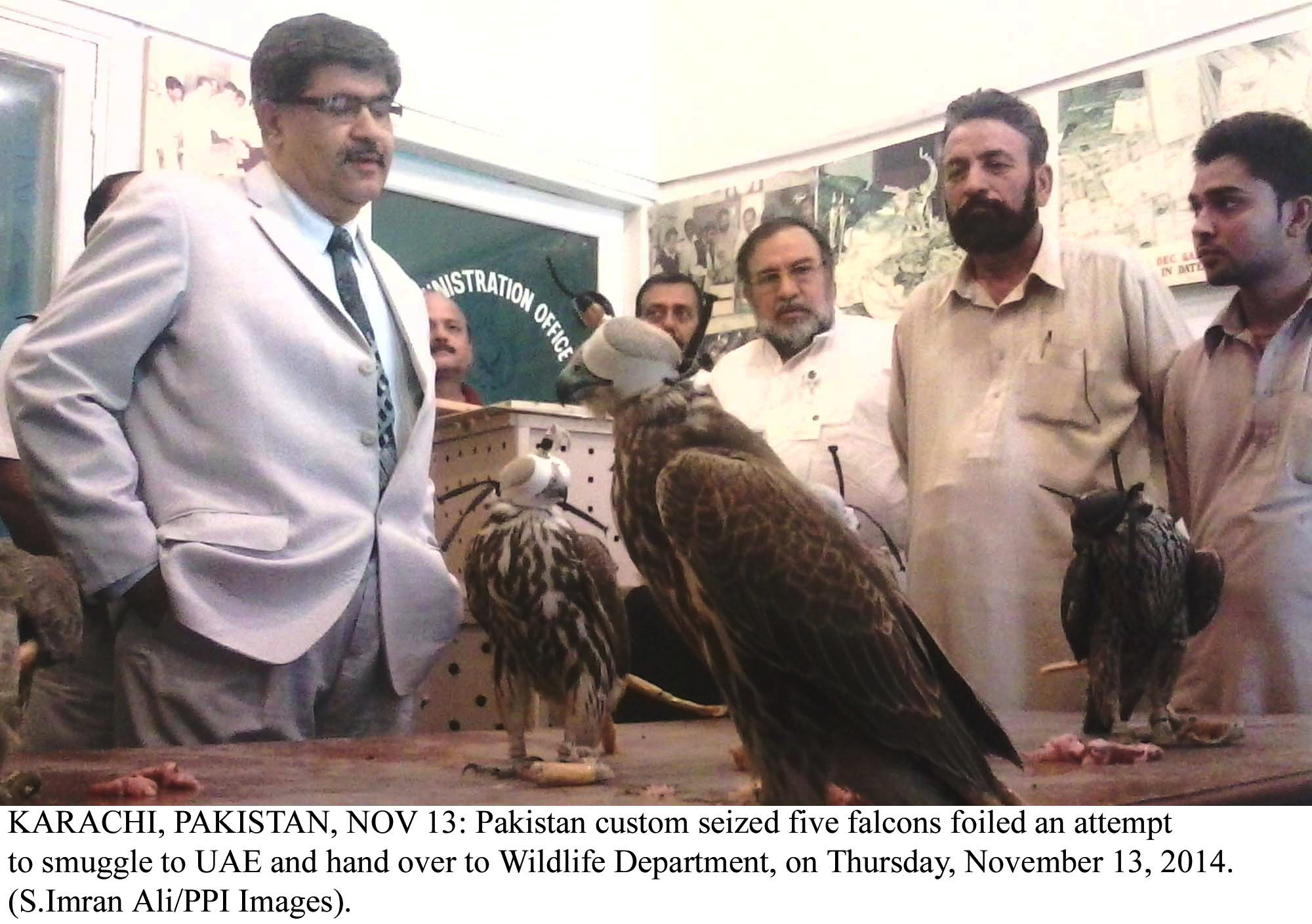 a file photo of falcons recovered in karachi photo ppi
